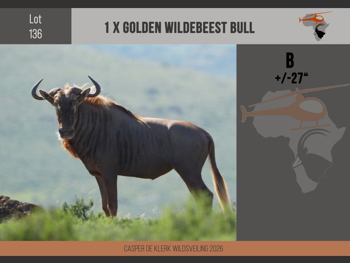 Golden Wildebeest (+- 27")