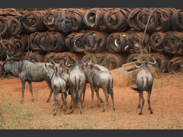 Blouwildebees