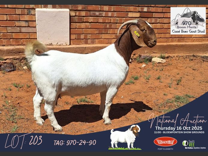 970-24-90 | Braam Maritz (Coné Boerbokstoet)