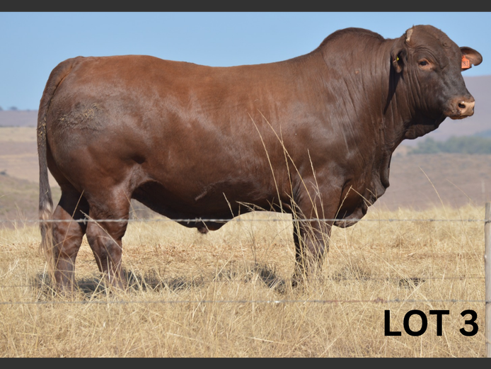PM23 183 | Muirfontein Beefmasters