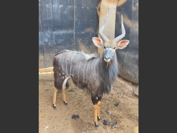 NYALA | DANIE RUST BOERDERY