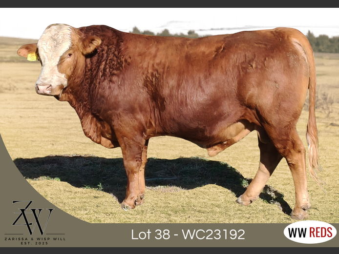 WC23192 | WISP WILL REDS