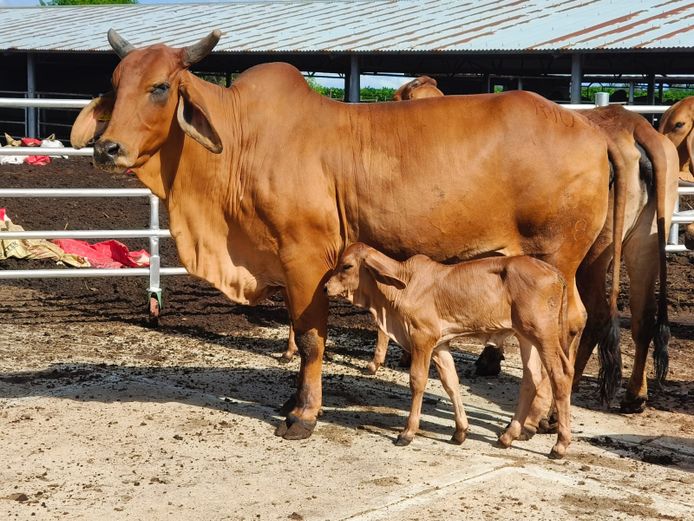 R10W18157 | R10 BRAHMANS