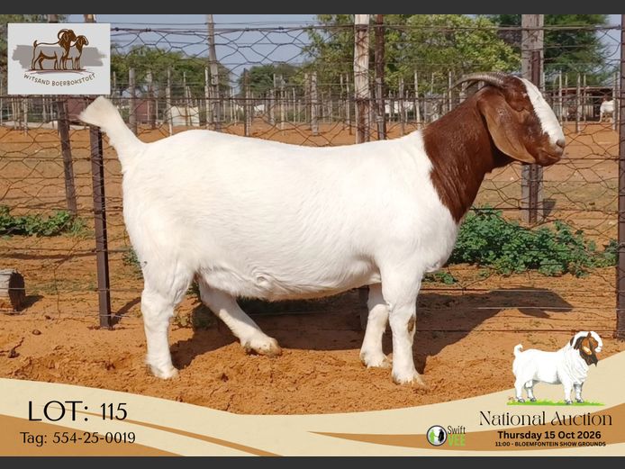 554-25-0019 | Witsand Boerbokstoet