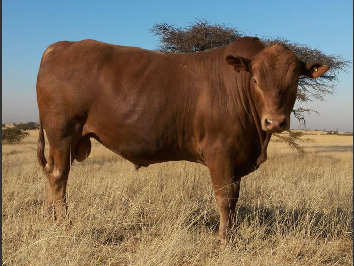 CHK230341 | A.J. KRIEL