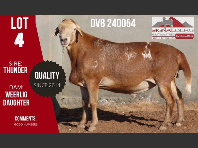 DVB 240054 | SIGNALBERG MEATMASTERS