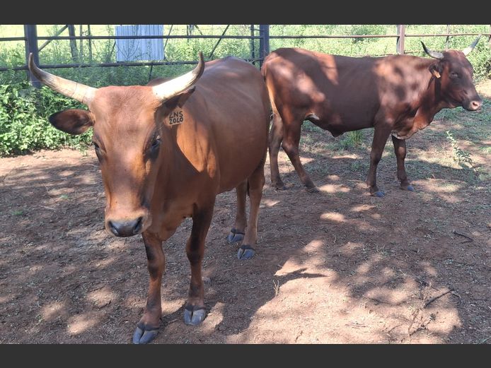 Commercial Animals | ARIES FAMILIE TRUST
(P.MARTIN)