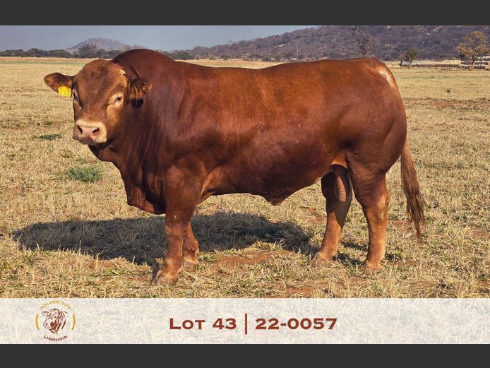22-0057GSL | GOLDEN-SUN LIMOUSINES