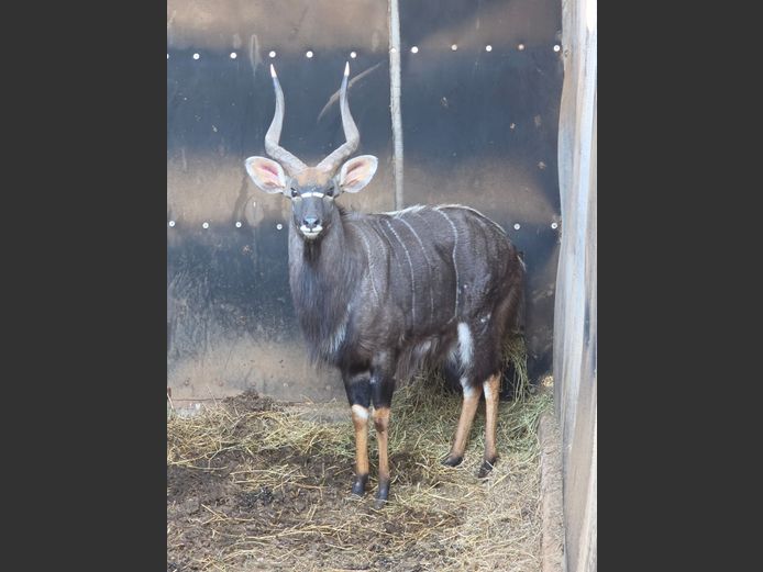 NYALA | VALLEY VIEW