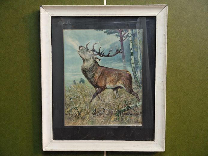 Framed Red Deer in Woodland Landscape