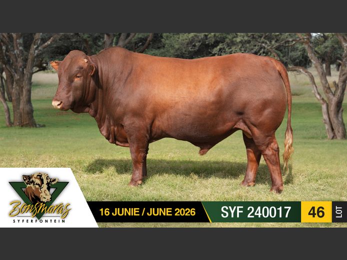 SYF240017 | SYFERFONTEIN BOERDERY