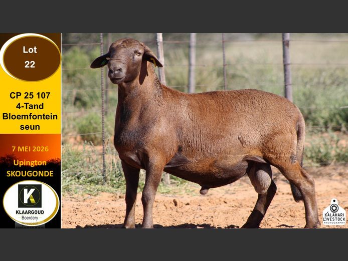CP 25 107 | KLAARGOUD BOERDERY