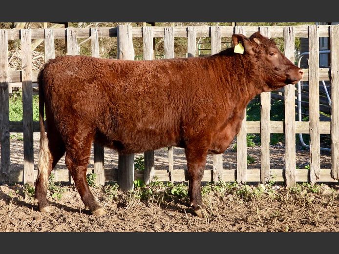NW240063 | NACHT WACHT SUSSEX STOET