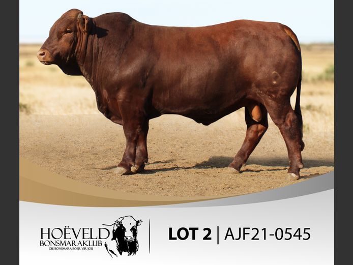 Vroulike Diere | Chris Oosthuizen / W+C Beefmasters
