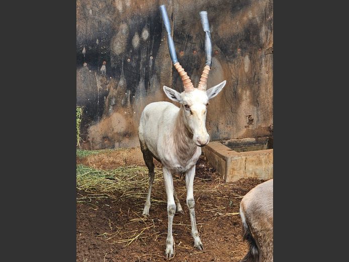 WHITE BLESBUCK | THE LITTLE HUIT