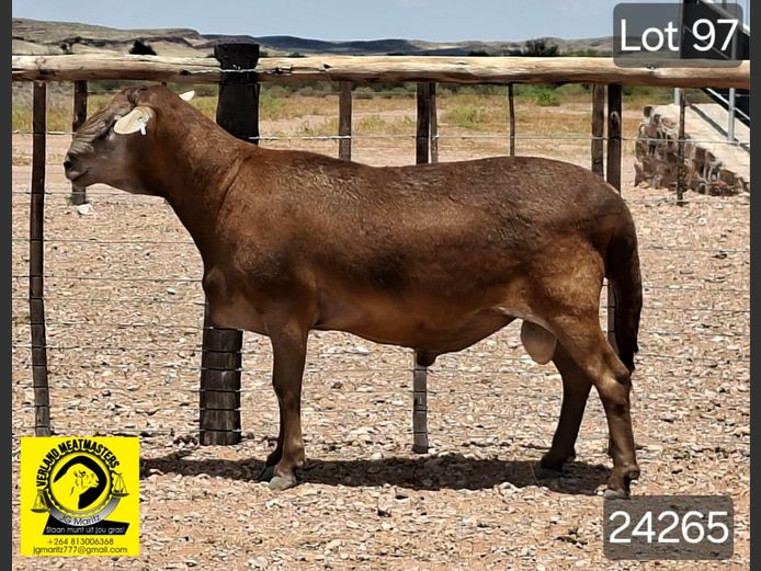 24265 | VERLAND MEATMASTERS 