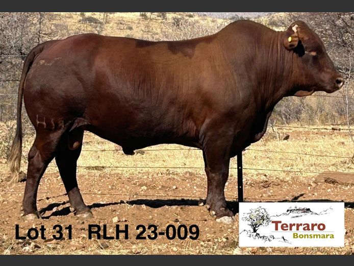 RLH230009HH(c) | TERRARO ZUCHT