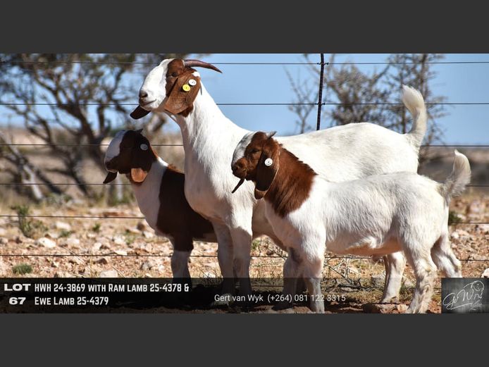 HWH24-3869 | Gert van Wyk