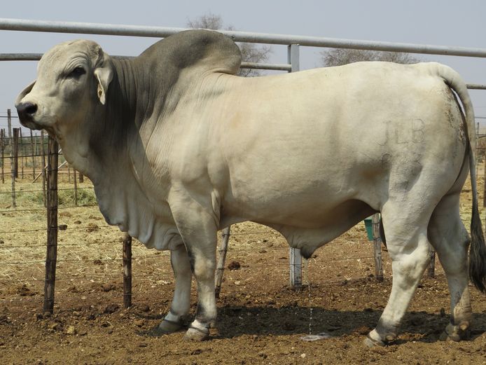 21-0623JLB | JLB BRAHMAN
