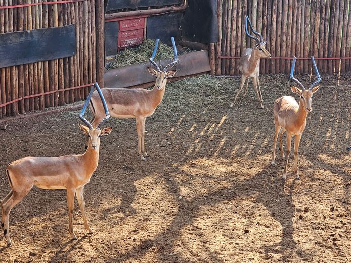 IMPALA | SKUINSHOEK