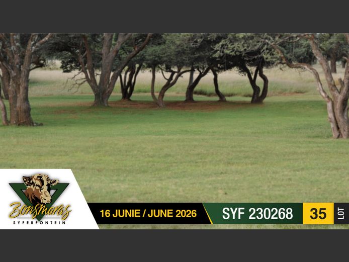 SYF230268 | SYFERFONTEIN BOERDERY