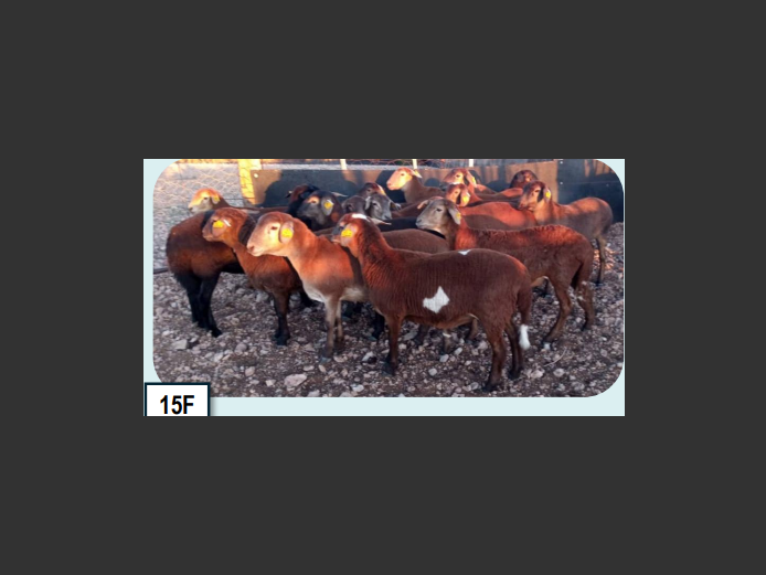 MEATMASTER SHEEP | ANNUAL MYTILUS AND ELOFF