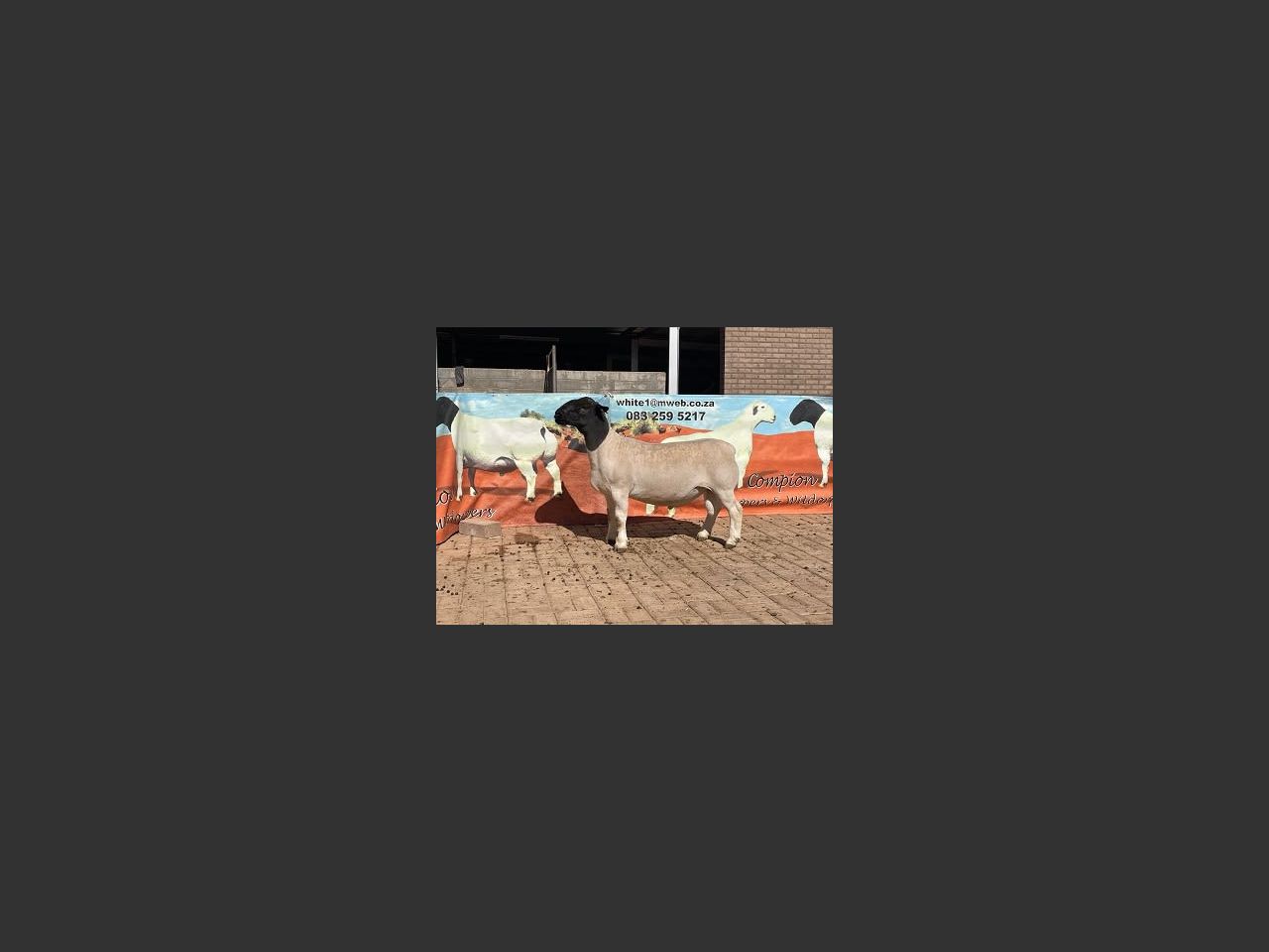 images