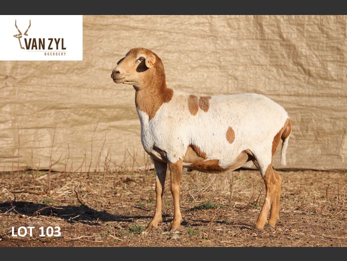 21-20 | VAN ZYL BOERDERY