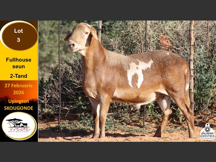 PS 25 64 | Peter & Christia Scholtz - Vrede Meatmasters