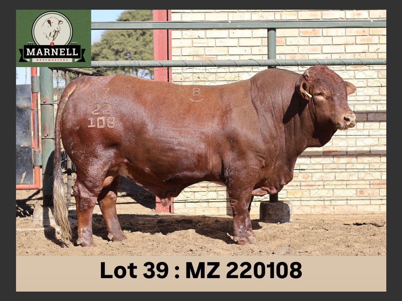 Lot 39 | 26STE NASIONALE BEEFMASTER VEILING | SwiftVEE | South Africa’s ...