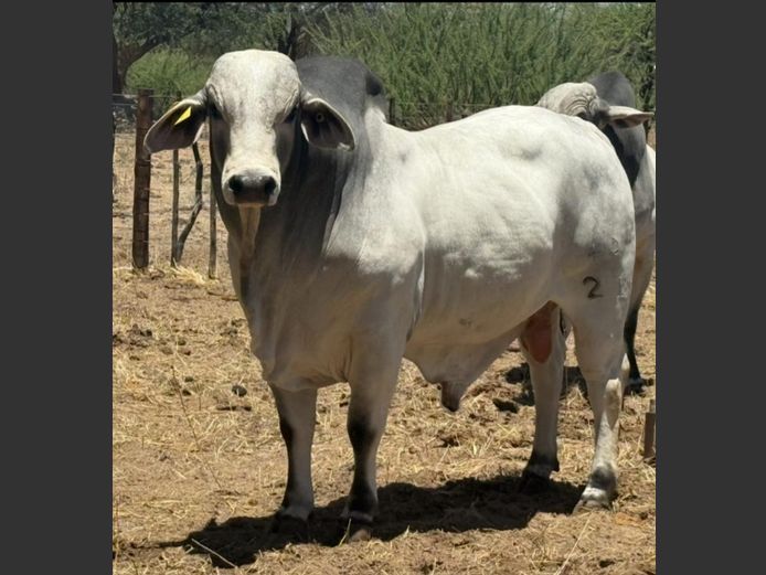 21-0046BH | PANGII BRAHMANE