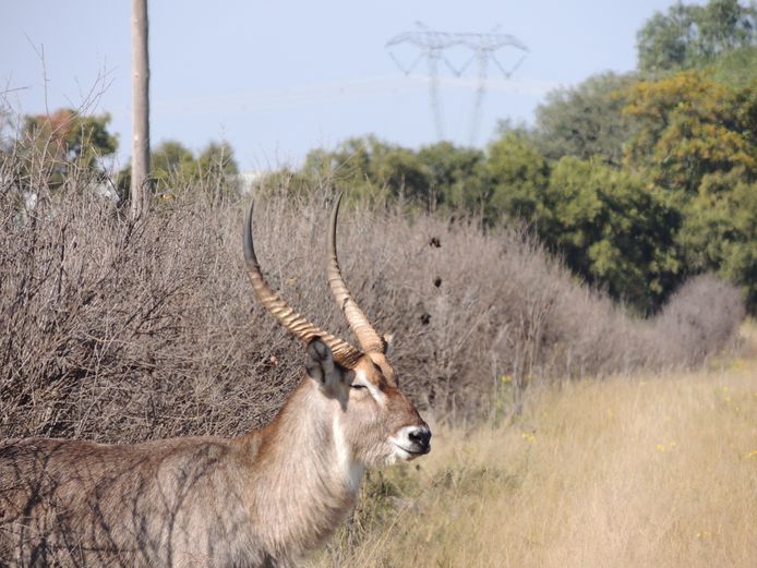WATERBOK BUL