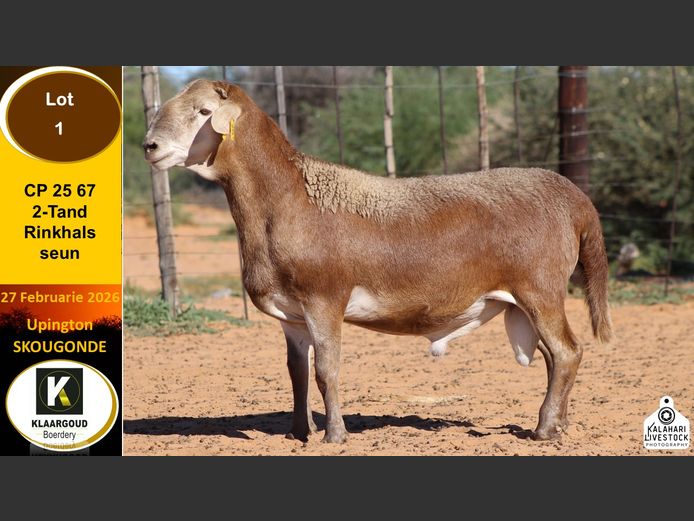 CP 25 67 | Chris Potgieter & Christia Scholtz - Klaargoud Boerdery