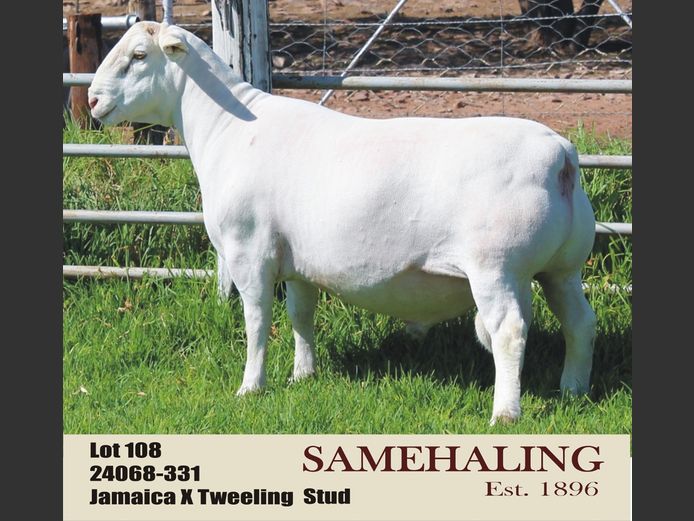 SAMEHALING WIT DORPERS | 24068