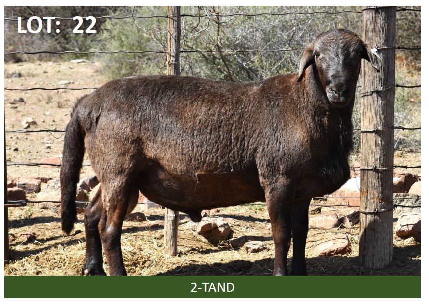 Lot 22 | ELANDSNEK MEATMASTER PRODUKSIEVEILING | SwiftVEE | Livestock ...