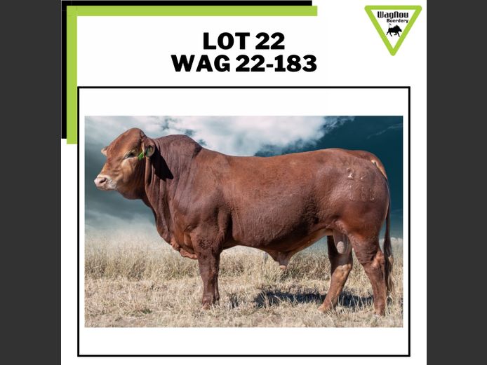 WAG 22-0183 | WAGNOU BEEFMASTER