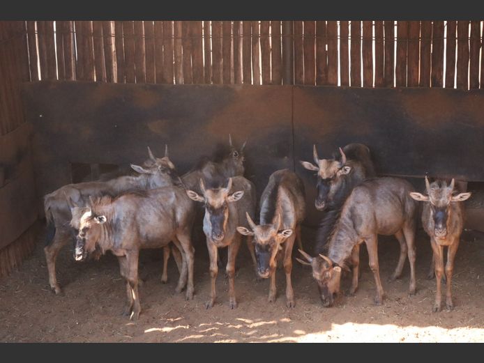 BLOUWILDEBEESTE