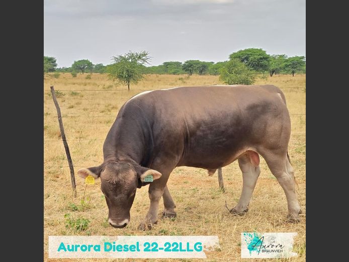 22-0022LLG | AURORA BRAUNVIEH
