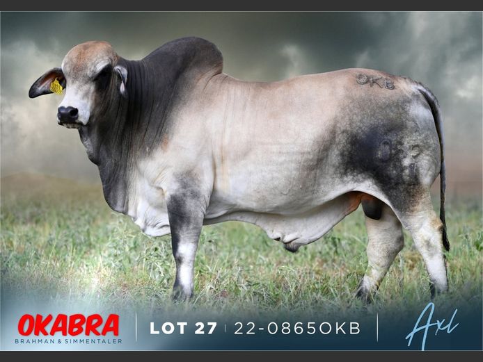 22-0865 OKB | OKABRA BRAHMAN