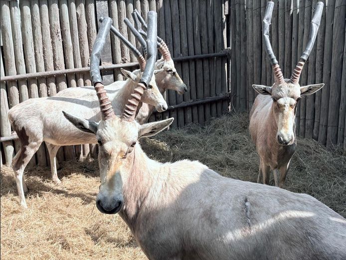Wit Blesbok Ramme