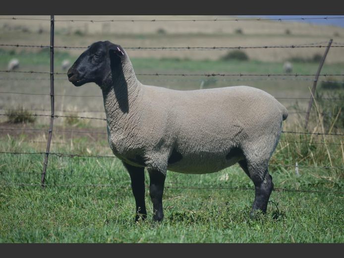 301 230322 | TWEESEUNS