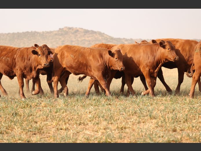 BONSMARA VERSE | EX BERG BOERDERY