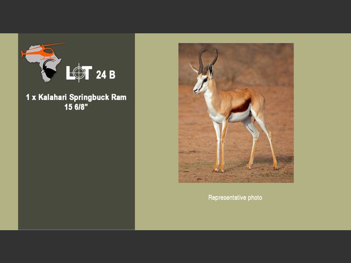 Kalahari Springbuck