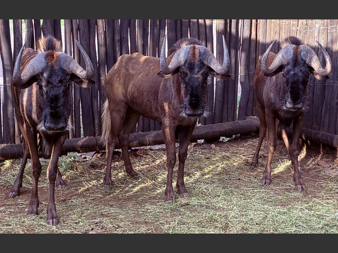 Swart Wildebees Bulle