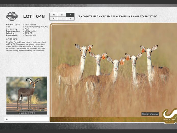 Impala - White Flanked | Exclusive Vet CC