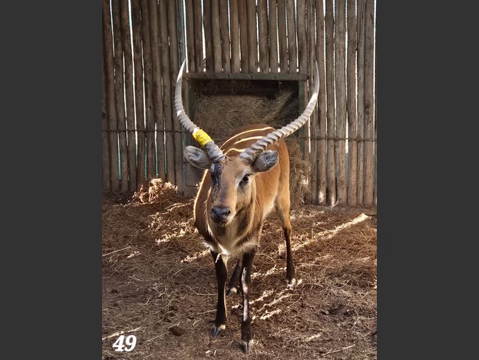 LECHWE | AMANZI PRIVATE GAME RESERVE