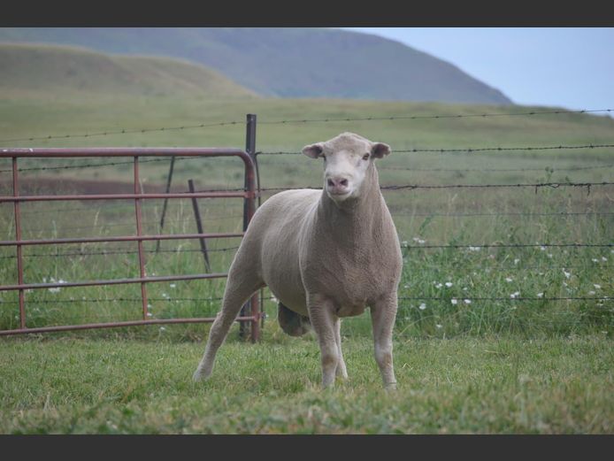 T 240228 | TWEE BROERS DORMER STOET