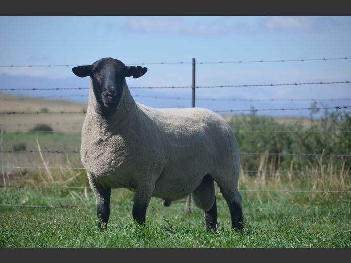 301 240102 | TWEESEUNS