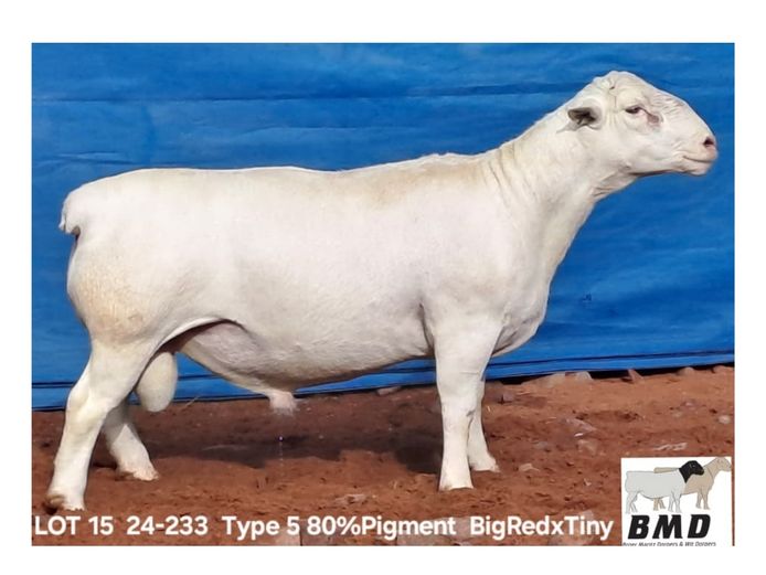 24-233 | BROER MARITZ DORPERS