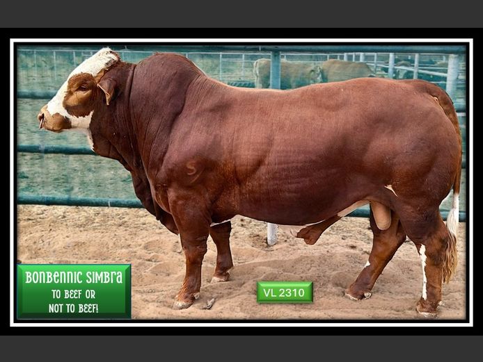 VL2310 | BONBENNIC SIMBRA